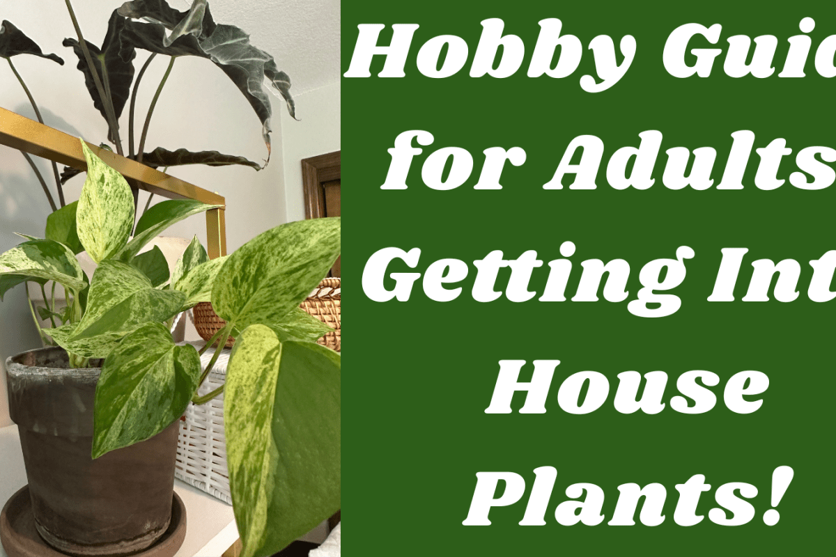 Hobby Guide for Adults: Getting Into House Plants!