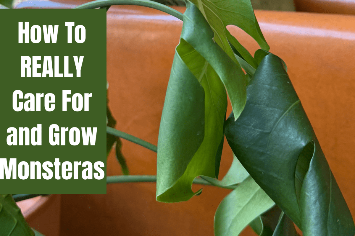 How To REALLY Care For and Grow Monsteras