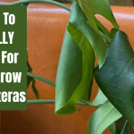 How To REALLY Care For and Grow Monsteras