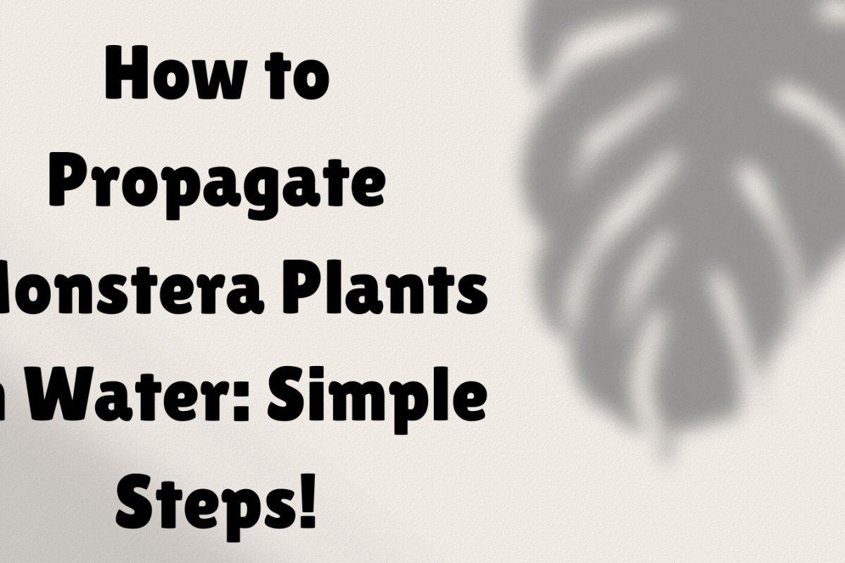 How to Propagate Monstera Plants in Water: Simple Steps!