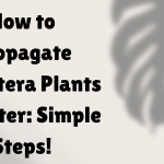 How to Propagate Monstera Plants in Water: Simple Steps!