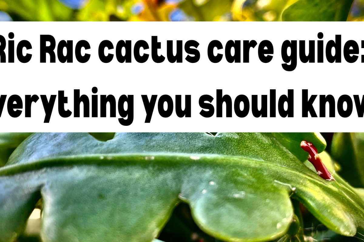 Ric Rac cactus care guide: everything you should know!