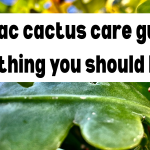 Ric Rac cactus care guide: everything you should know!