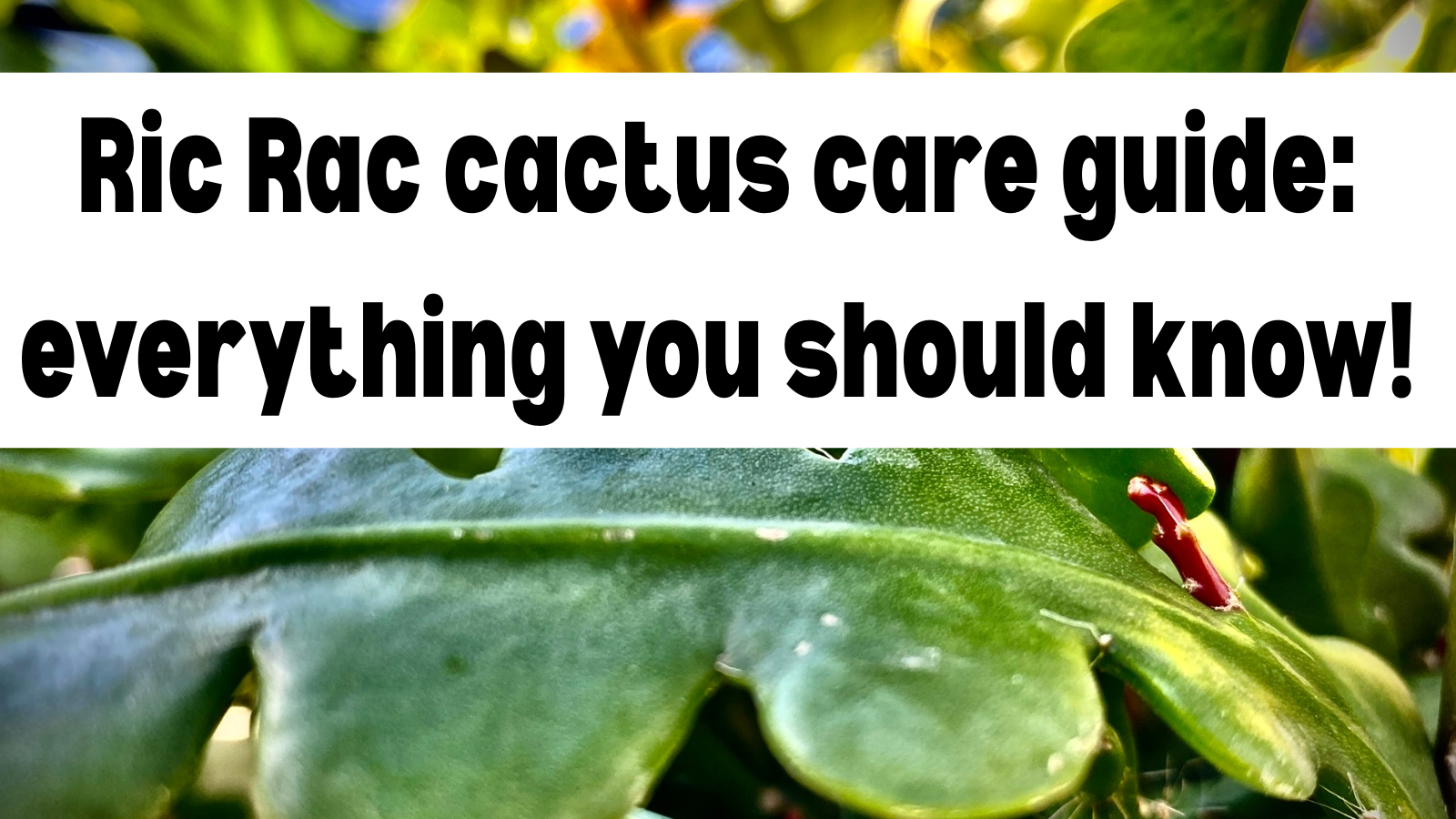 Ric Rac cactus care guide: everything you should know! – KorraShay.com