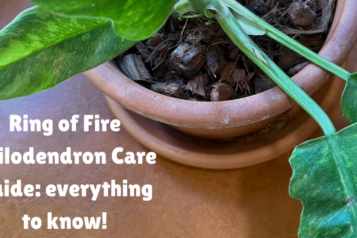 Ring of Fire Philodendron Care Guide: everything to know!