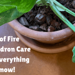 Ring of Fire Philodendron Care Guide: everything to know!