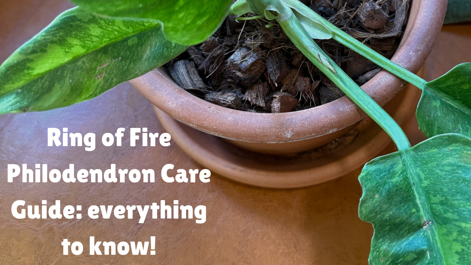 Ring of Fire Philodendron Care Guide: everything to know!  KorraShay.com