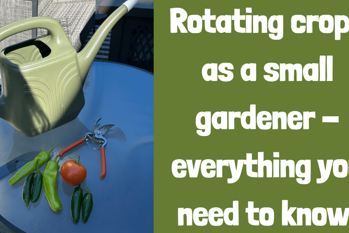 Rotating crops as a small gardener- everything you need to know!