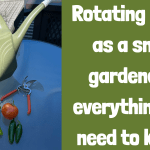 Rotating crops as a small gardener- everything you need to know!