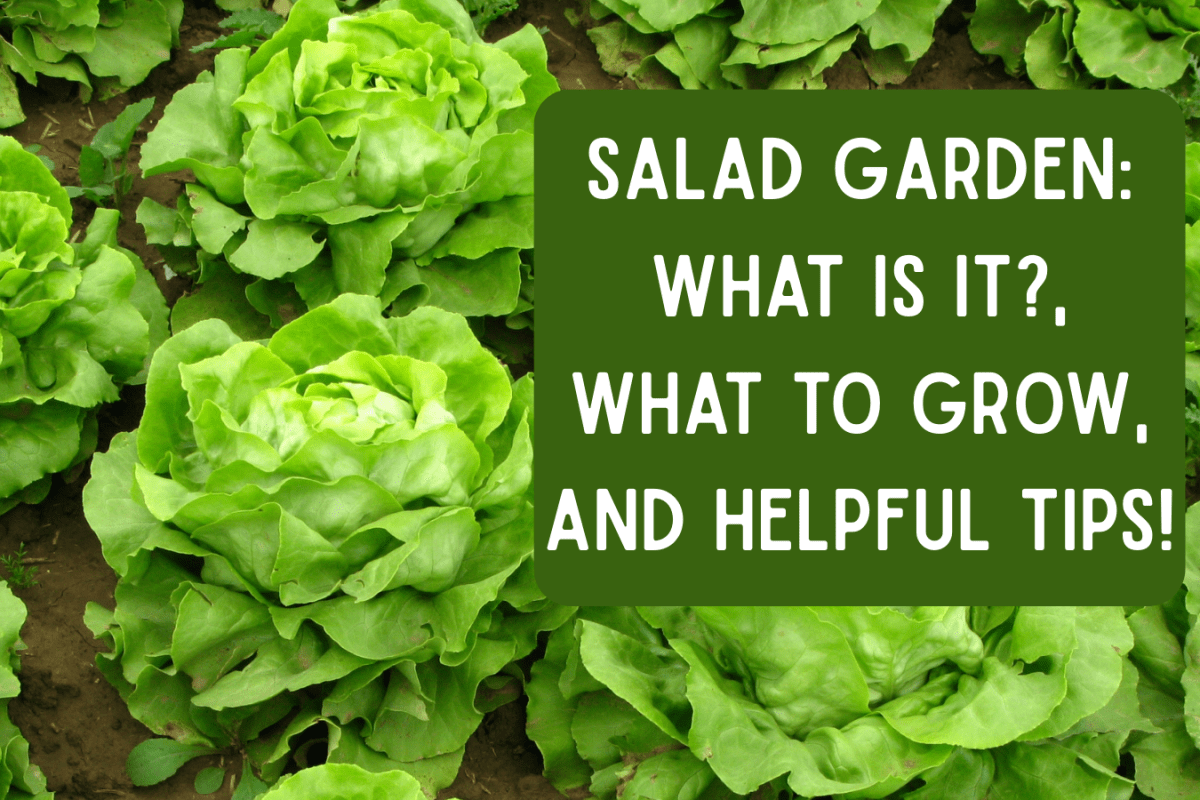 Salad Garden: what is it?, what to grow, and helpful tips!