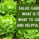Salad Garden: what is it?, what to grow, and helpful tips!
