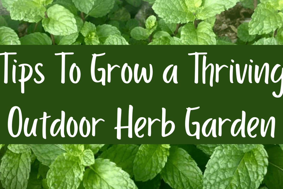 Tips To Grow a Thriving Outdoor Herb Garden