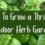 Tips To Grow a Thriving Outdoor Herb Garden