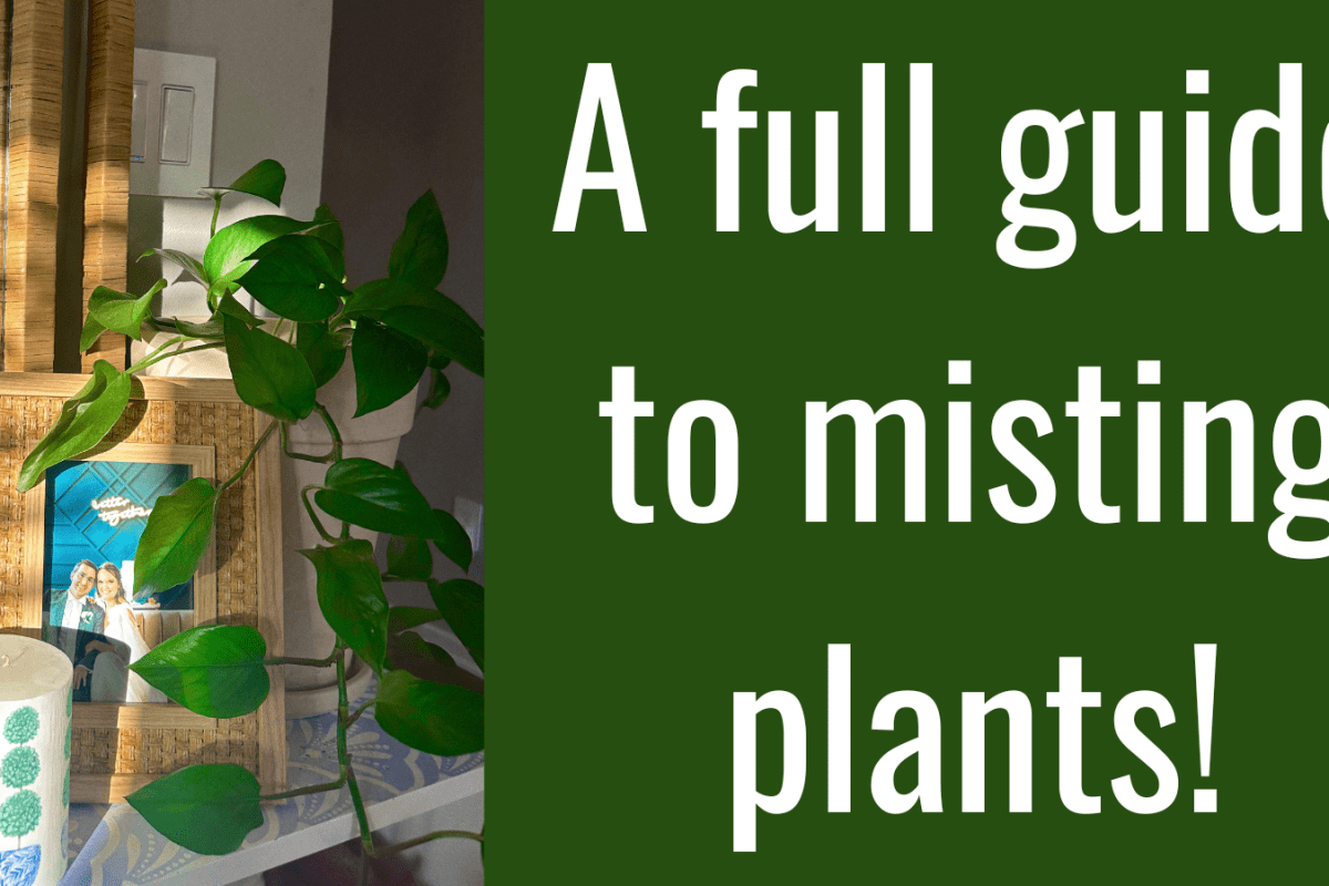 A full guide to misting plants: which ones need it, which hate it, how often and more! 