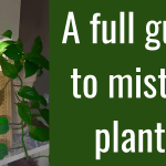 A full guide to misting plants: which ones need it, which hate it, how often and more! 