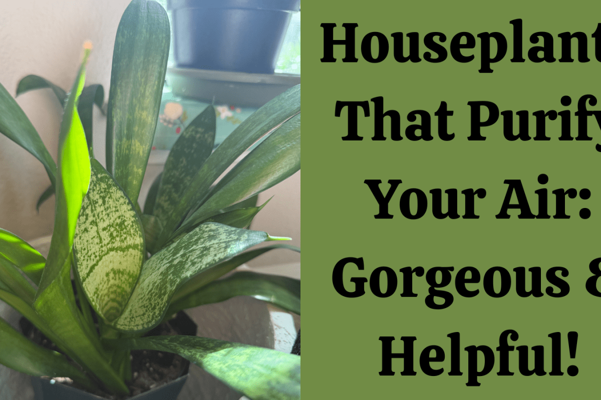 Houseplants That Purify Your Air: Gorgeous & Helpful!