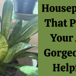 Houseplants That Purify Your Air: Gorgeous & Helpful!