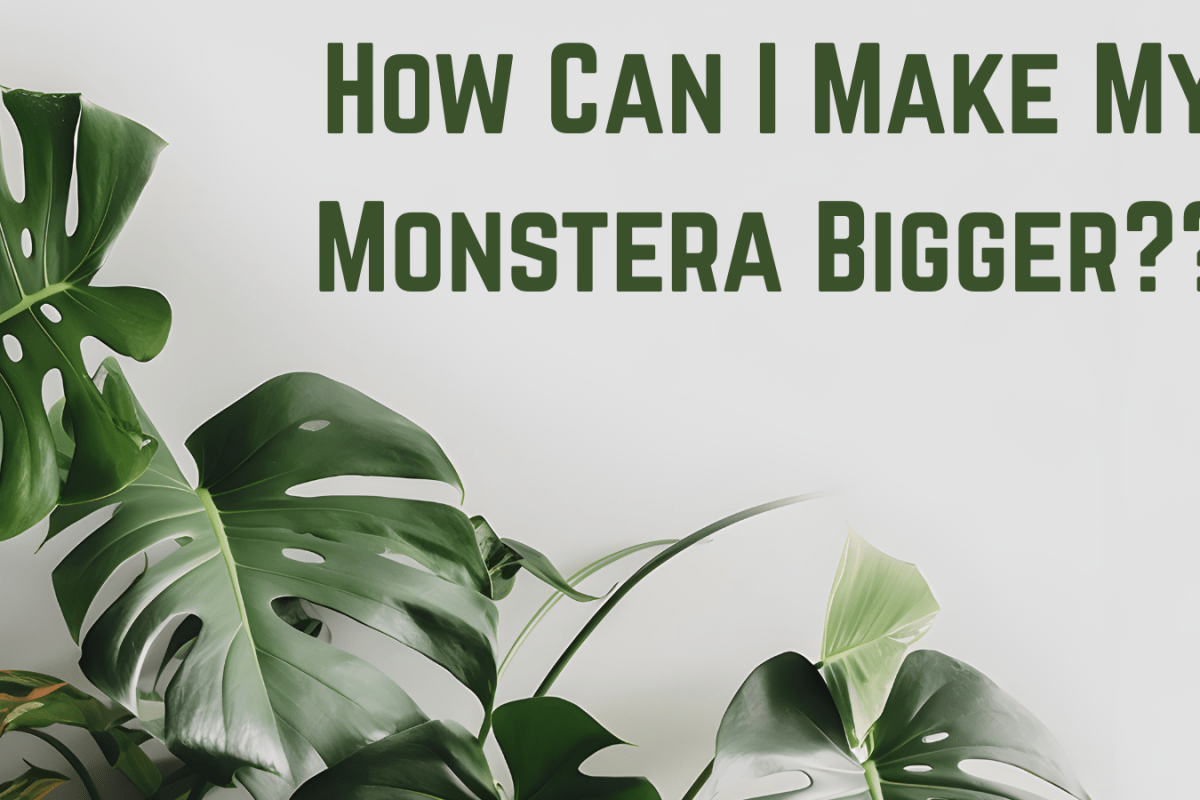 How Can I Make My Monstera Bigger??
