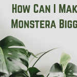 How Can I Make My Monstera Bigger??