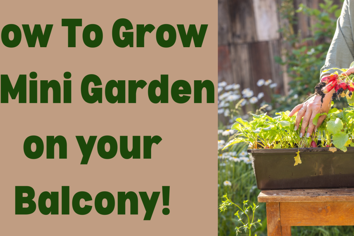 How To Grow a Mini Garden on your Balcony!