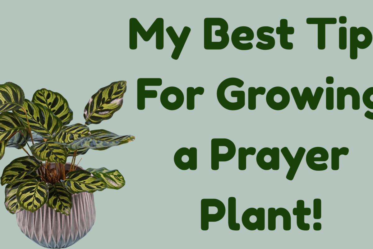 My Best Tips For Growing a Prayer Plant!