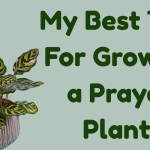 My Best Tips For Growing a Prayer Plant!
