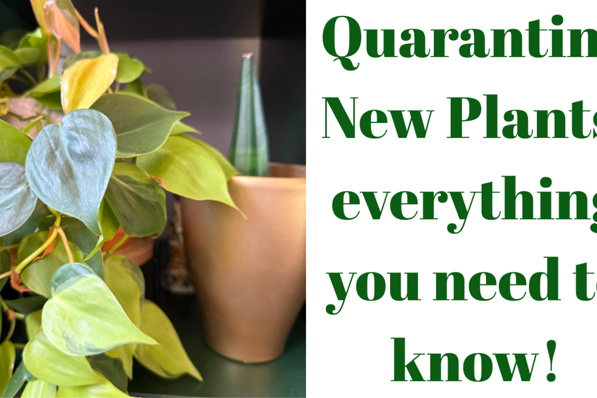 Quarantine New Plants: everything you need to know!