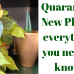 Quarantine New Plants: everything you need to know!