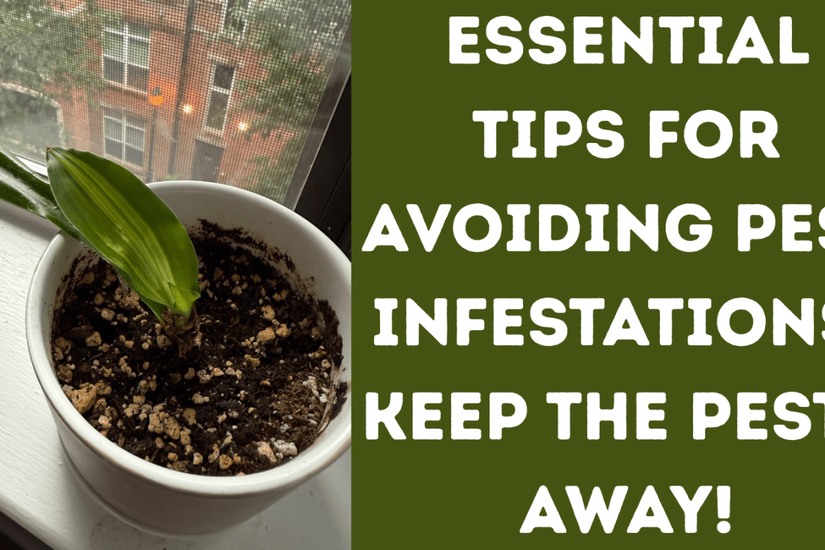 Essential Tips For Avoiding Pest Infestations: Keep The Pests Away!