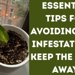 Essential Tips For Avoiding Pest Infestations: Keep The Pests Away!