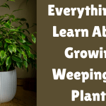 Everything To Learn About Growing Weeping Fig Plants