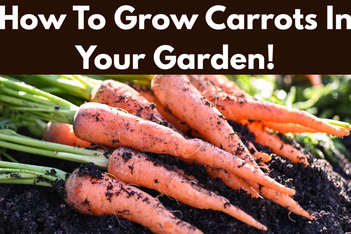 How To Grow Carrots In Your Garden!