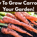 How To Grow Carrots In Your Garden!