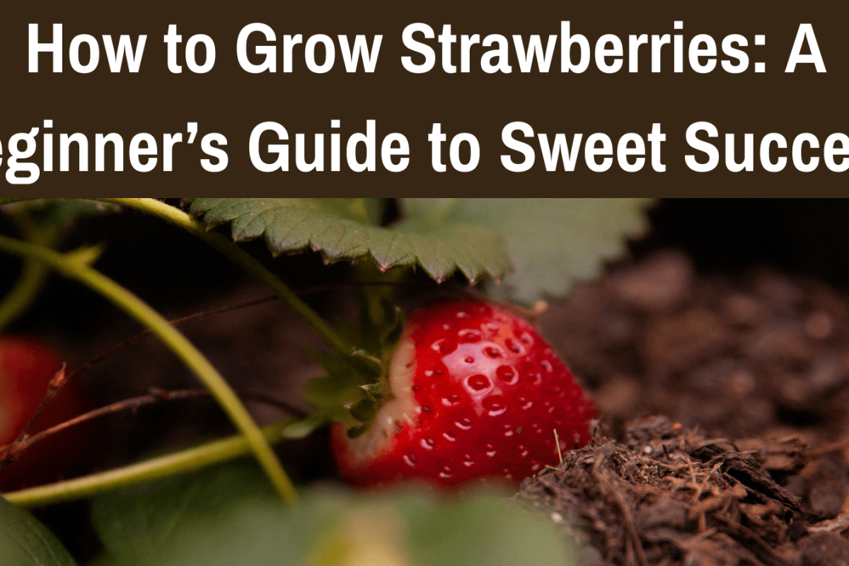 How to Grow Strawberries: A Beginner’s Guide to Sweet Success