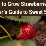 How to Grow Strawberries: A Beginner’s Guide to Sweet Success