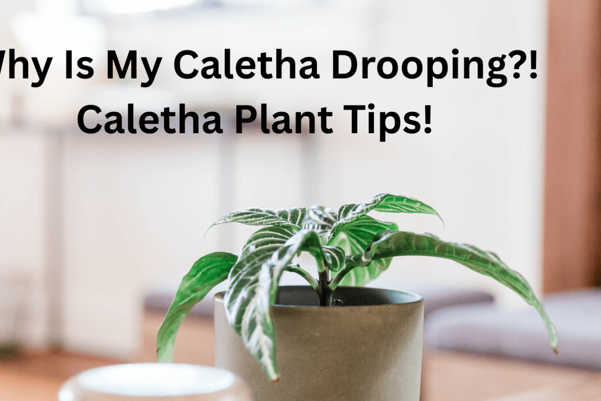 Why Is My Caletha Drooping?! Caletha Plant Tips!