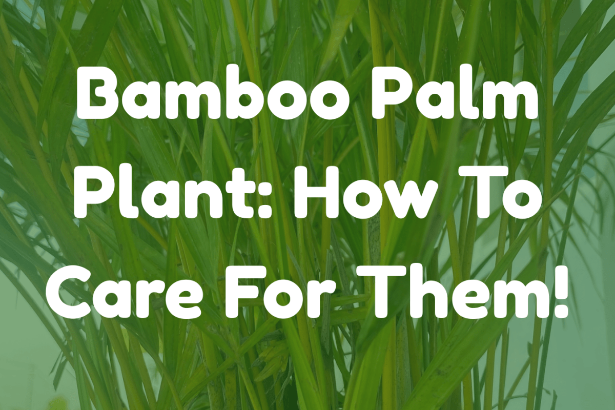 Bamboo Palm Plant: How To Care For Them!