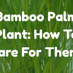 Bamboo Palm Plant: How To Care For Them!