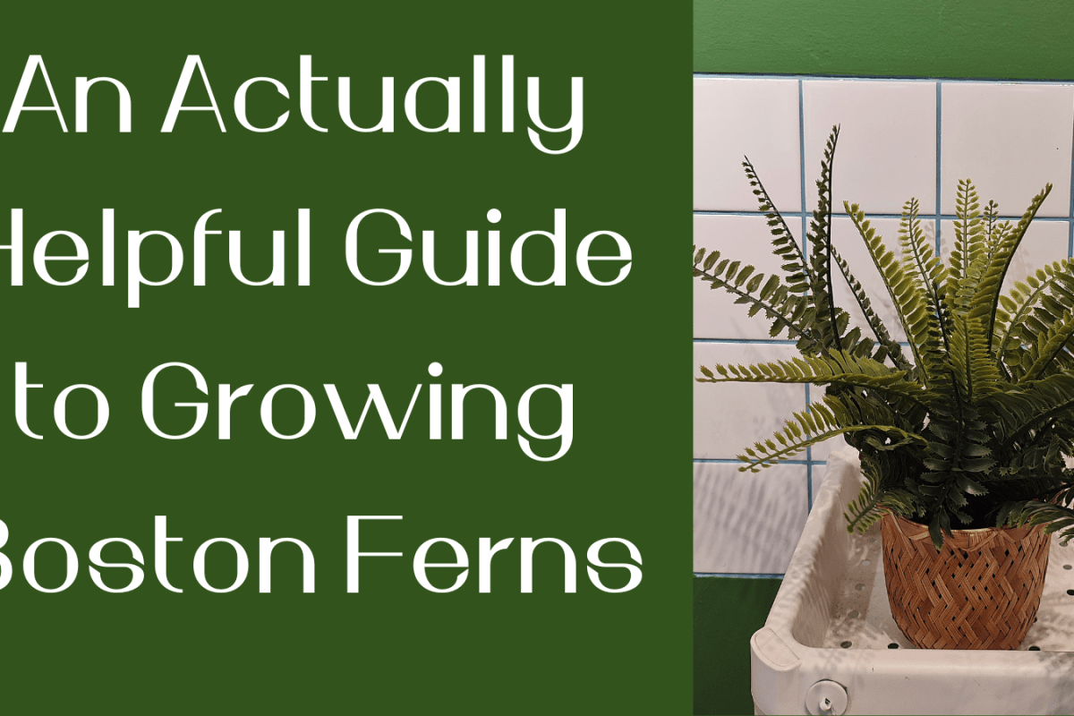 An Actually Helpful Guide to Growing Boston Ferns