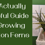 An Actually Helpful Guide to Growing Boston Ferns