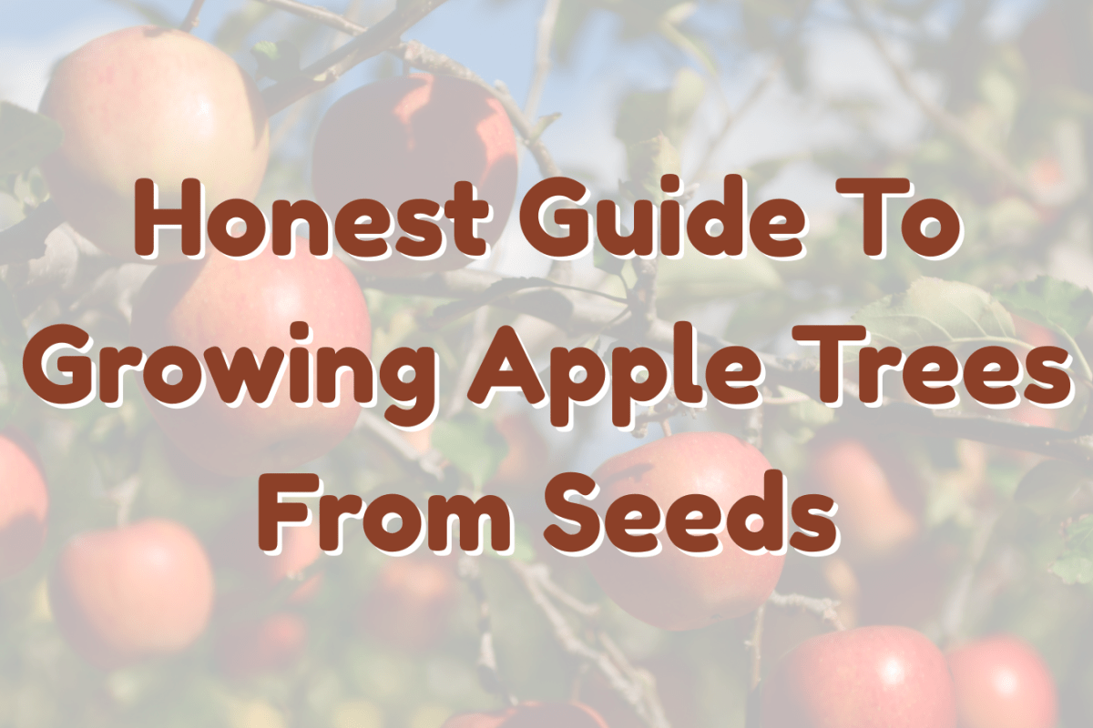 Honest Guide To Growing Apple Trees From Seeds