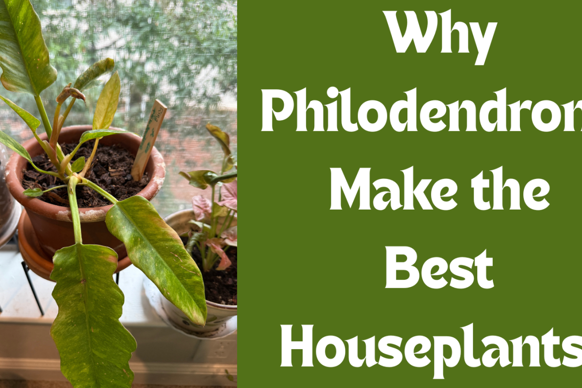 Why Philodendrons Make the Best Houseplants 