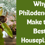 Why Philodendrons Make the Best Houseplants 