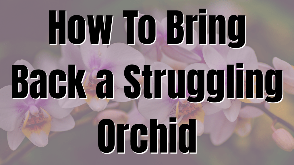 How To Bring Back a Struggling Orchid