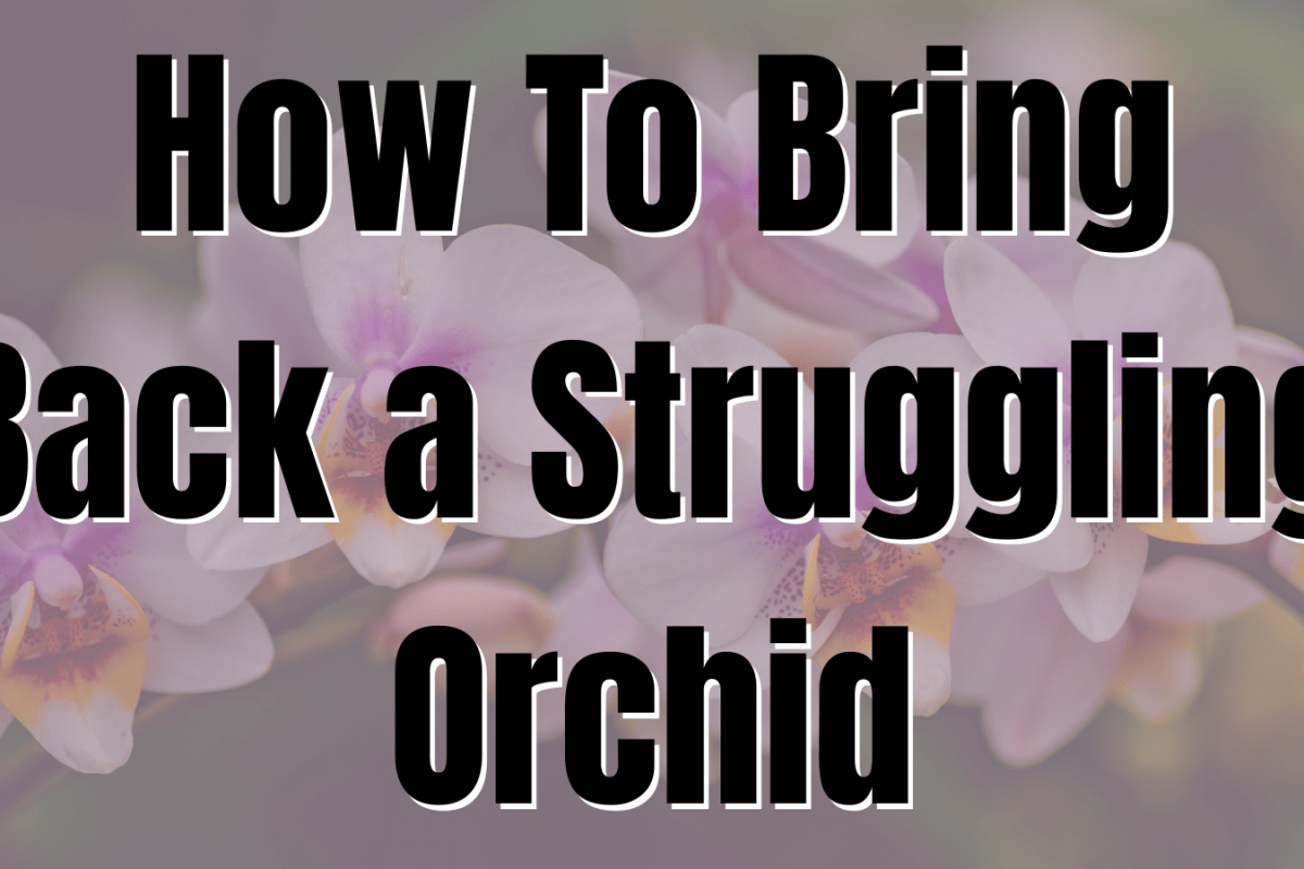 How To Bring Back a Struggling Orchid