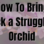 How To Bring Back a Struggling Orchid