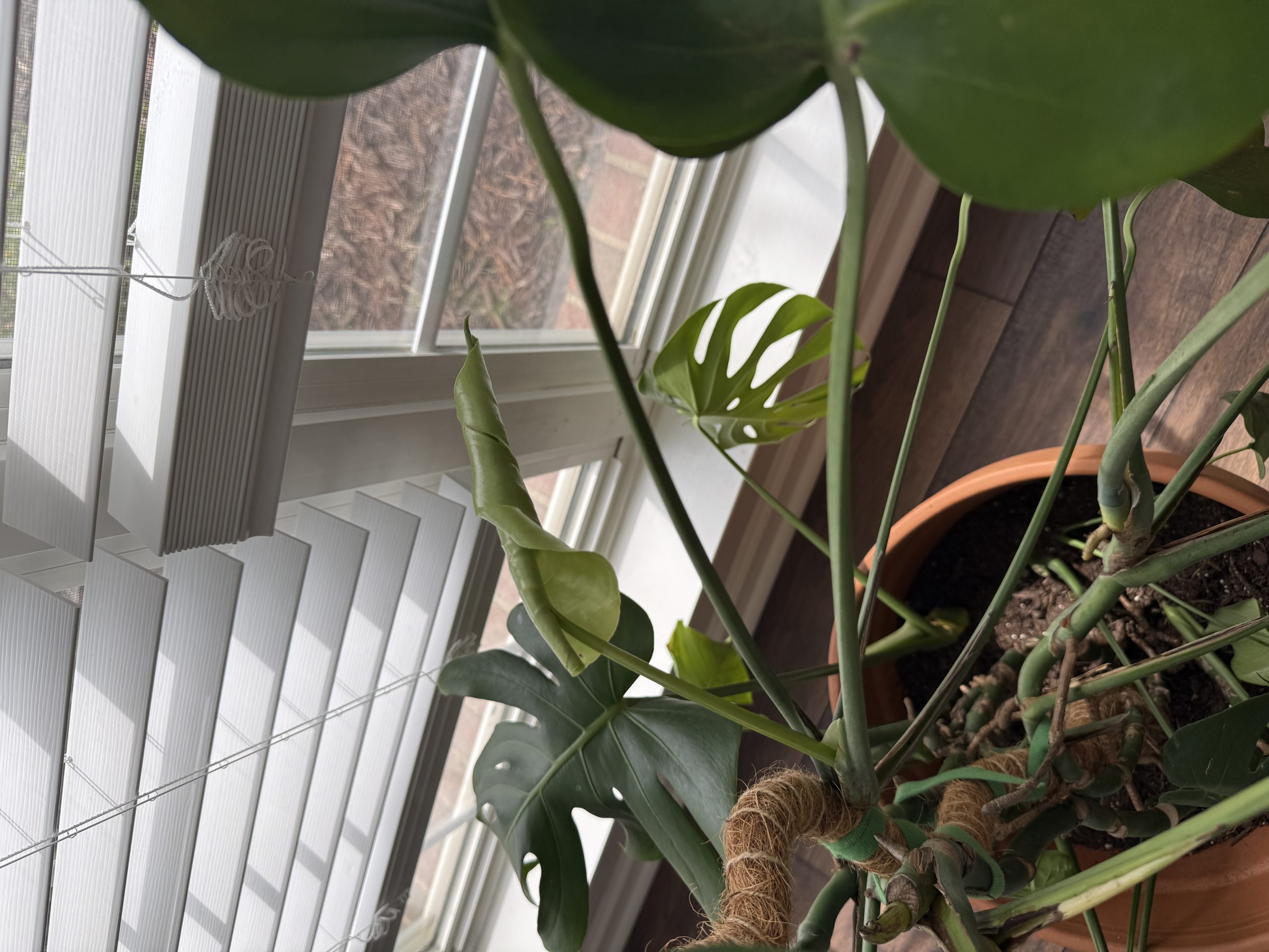 monstera moss pole tips